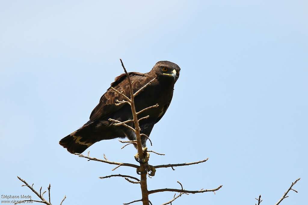 Long-crested Eagleimmature, identification