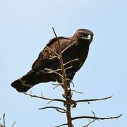 Long-crested Eagle