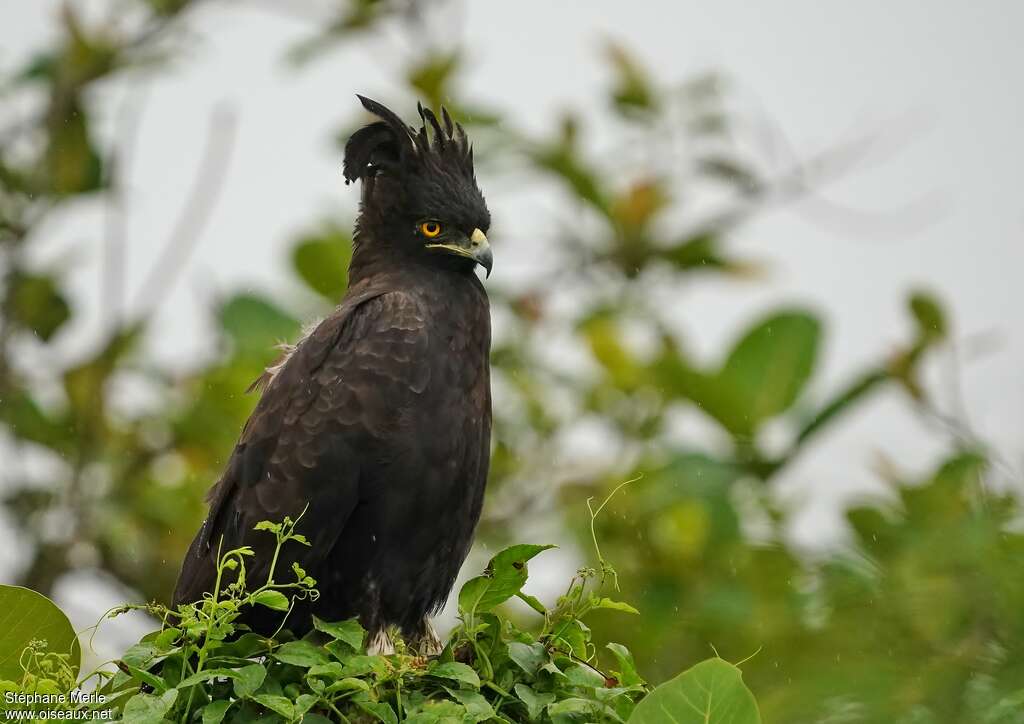 Long-crested Eagleadult