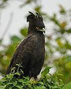 Long-crested Eagle