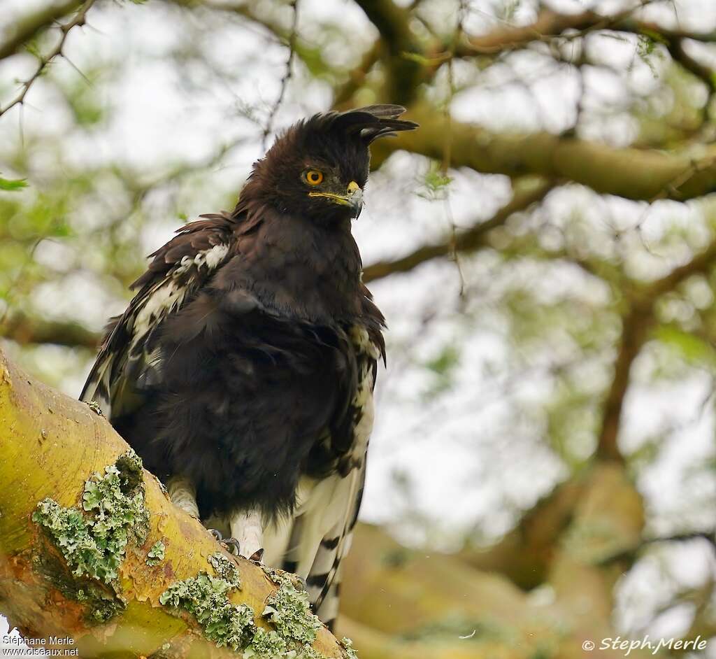 Long-crested Eagle