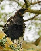 Long-crested Eagle