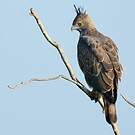 Aigle huppé