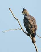 Changeable Hawk-Eagle