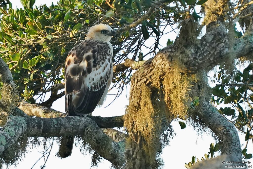 Aigle huppé