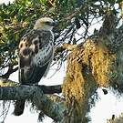 Aigle huppé