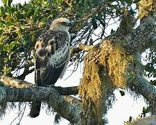 Changeable Hawk-Eagle