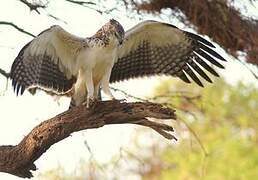 Martial Eagle