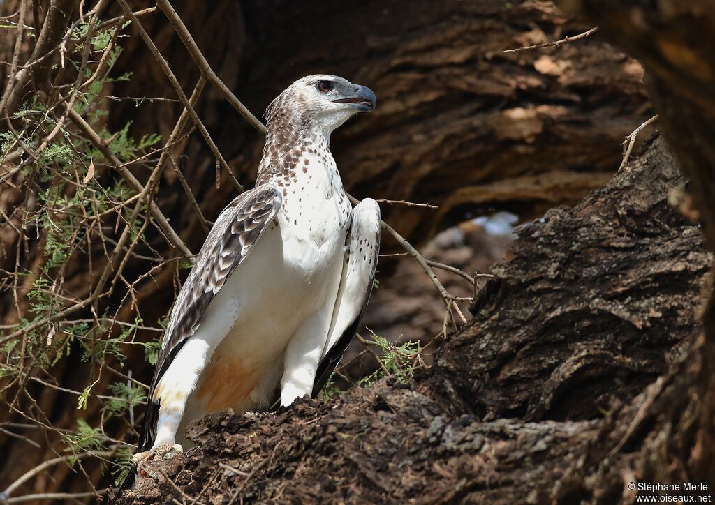 Aigle martialimmature