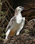 Martial Eagle