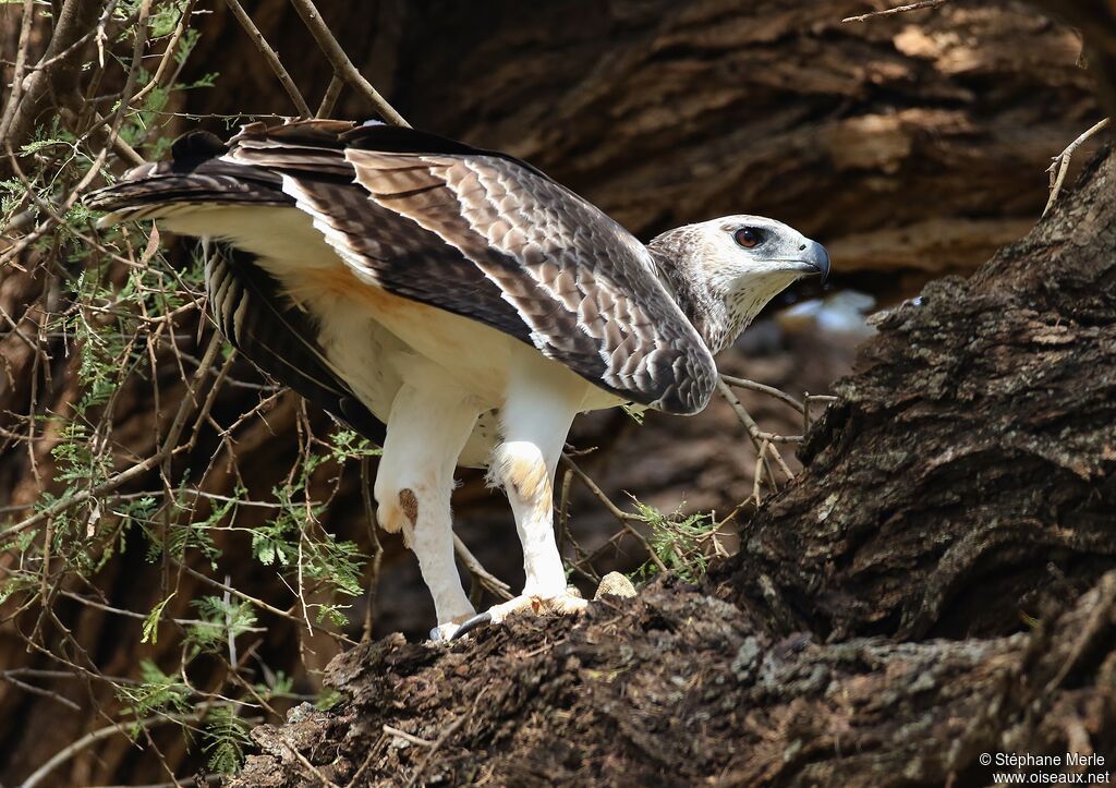 Aigle martialimmature