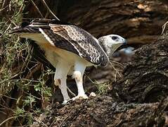 Martial Eagle