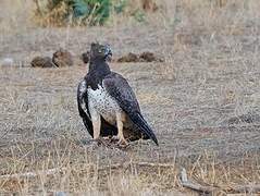 Martial Eagle