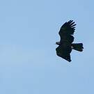 Aigle noir