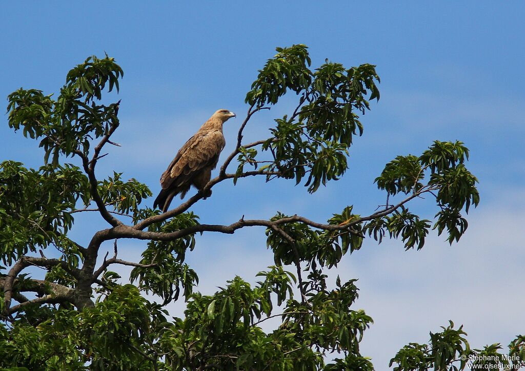 Tawny Eagle