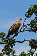 Tawny Eagle