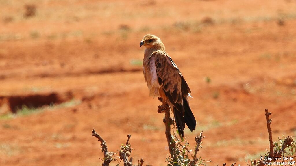 Aigle ravisseur