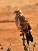 Tawny Eagle