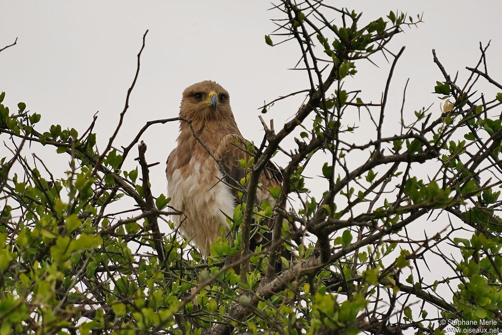 Aigle ravisseur