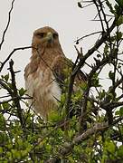 Tawny Eagle