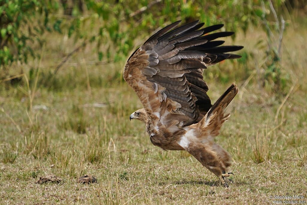 Aigle ravisseuradulte