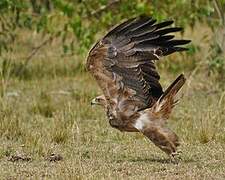 Tawny Eagle