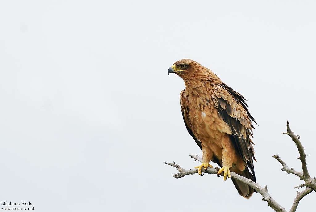 Aigle ravisseuradulte, identification