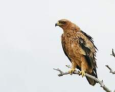 Tawny Eagle