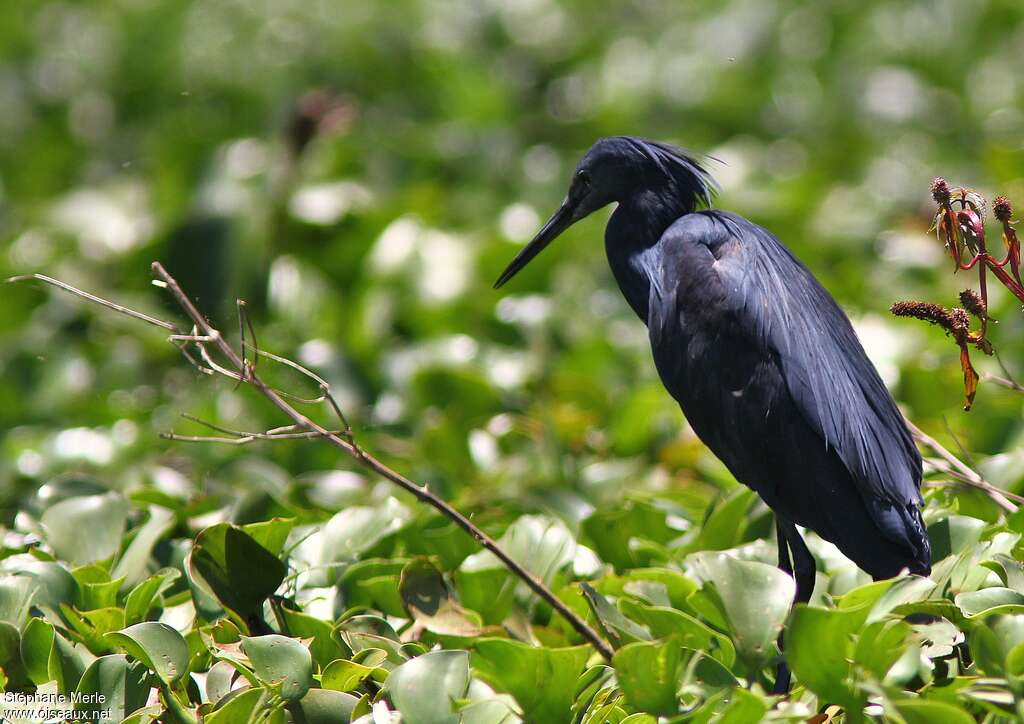 Aigrette ardoisée