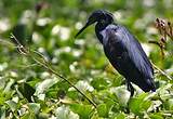 Aigrette ardoisée