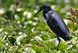 Aigrette ardoisée