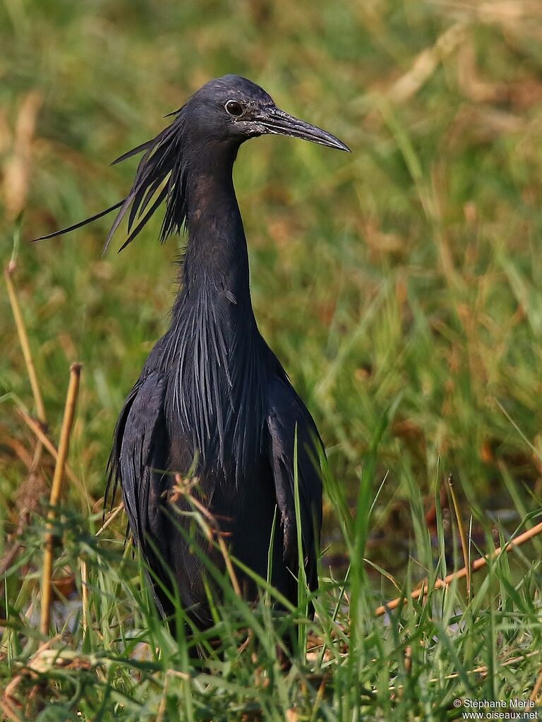 Aigrette ardoiséeadulte