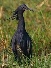 Aigrette ardoisée