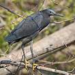 Aigrette ardoisée