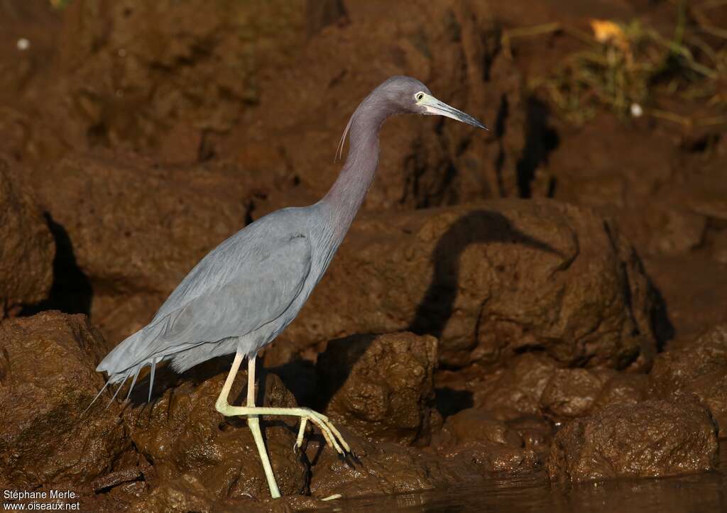 Little Blue Heronadult post breeding, identification, walking