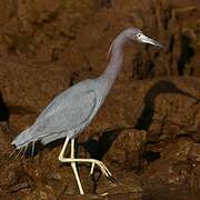 Aigrette bleue