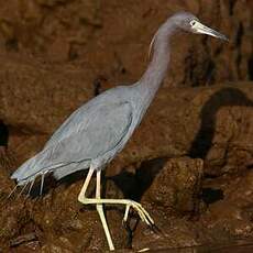 Aigrette bleue