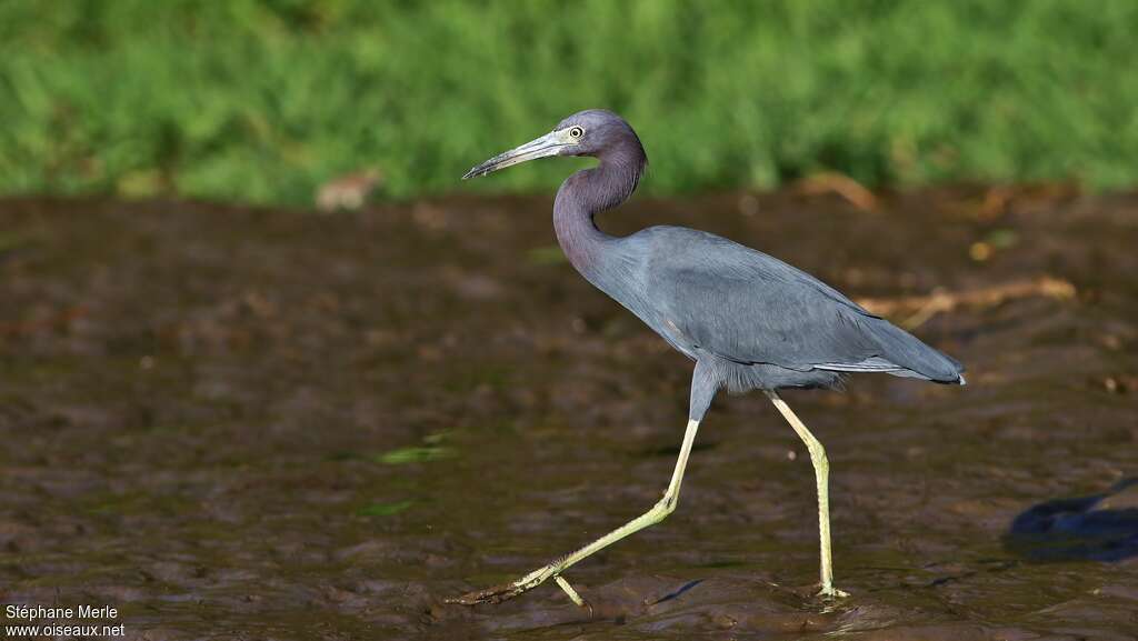 Little Blue Heronadult post breeding, identification, pigmentation, walking
