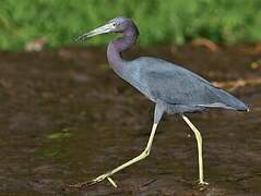 Little Blue Heron