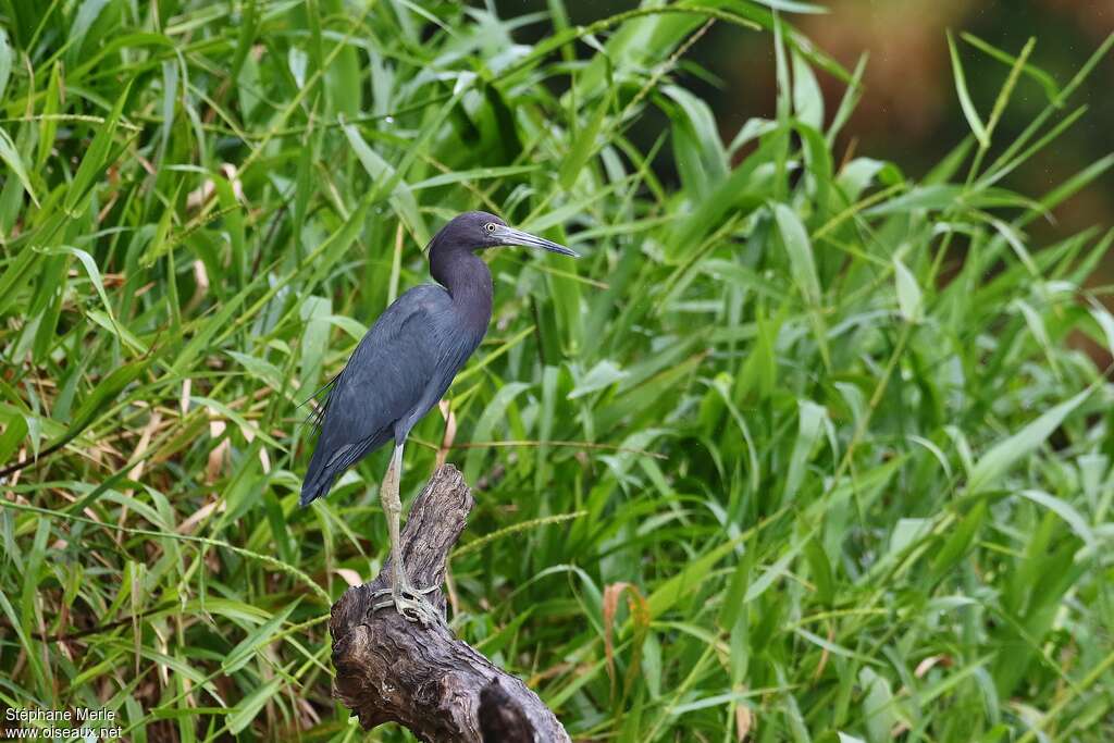 Aigrette bleueadulte