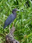 Aigrette bleue