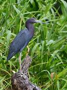 Aigrette bleue