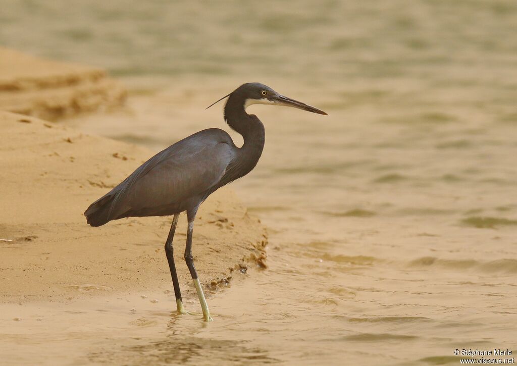 Western Reef Heronadult