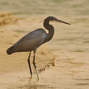 Western Reef Heron