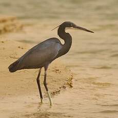 Aigrette des récifs