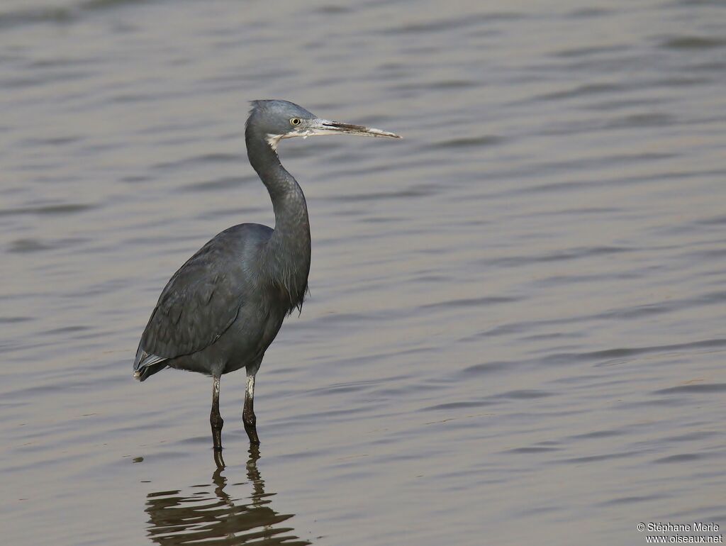 Western Reef Heron