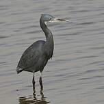 Aigrette des récifs