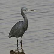 Western Reef Heron