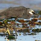 Aigrette dimorphe