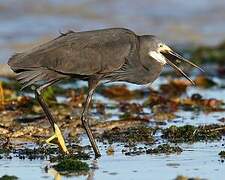 Aigrette dimorphe